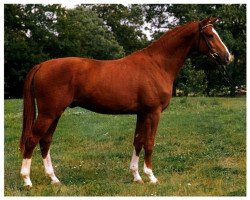 stallion Polarjaeger (Trakehner, 1987, from Shannon)