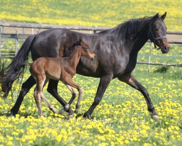 broodmare Perdita IX (Trakehner, 2000, from Tambour)