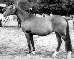 Zuchtstute Maritza (Trakehner, 1965, von Gobelin)