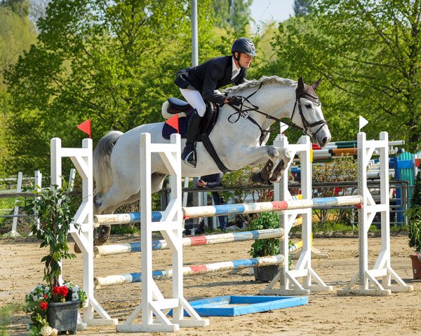 jumper Dazzle CR (Holsteiner, 2013, from Diarado)