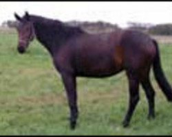 broodmare Roxette I (Holsteiner, 2001, from Corrado I)