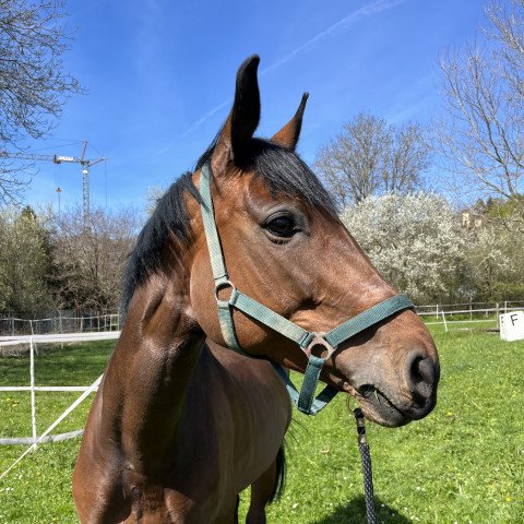 Springpferd Ms Monroe (Württemberger, 2012, von Mr. Bellini)