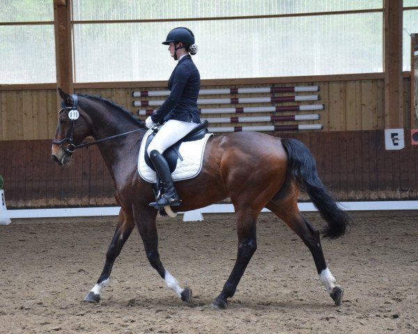 broodmare Ehra V (Westphalian, 2007, from Ehrentanz I)