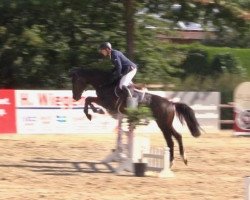 jumper Camp Nou 5 (Westphalian, 2017, from Cornet Obolensky)