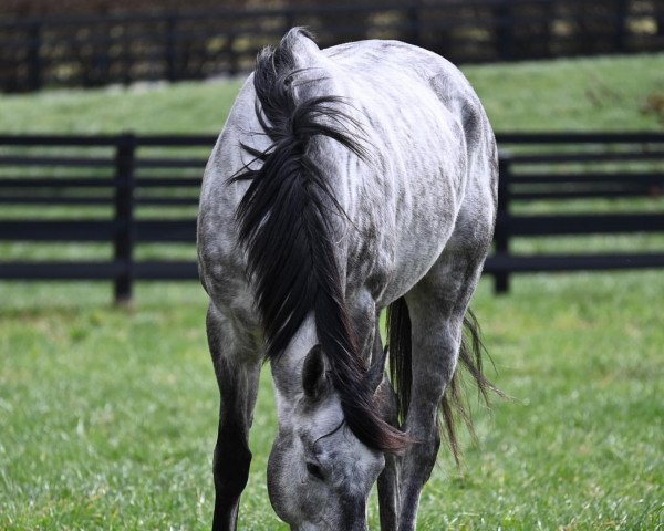 stallion Essential Quality xx (Thoroughbred, 2018, from Tapit xx)