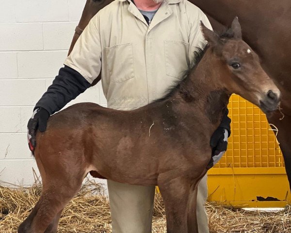 horse Hengst von Curlin xx (Thoroughbred, 2022, from Curlin xx)