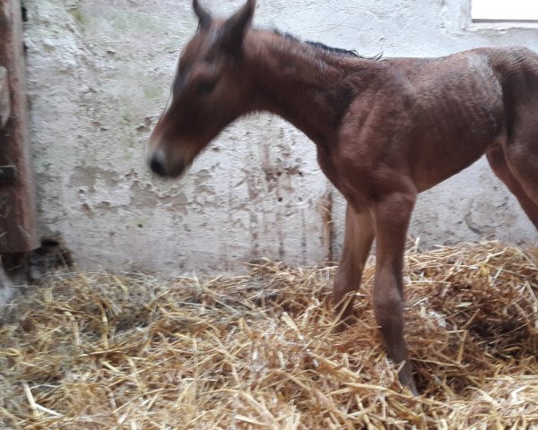horse Esto TS (Westphalian, 2022, from Escolar)