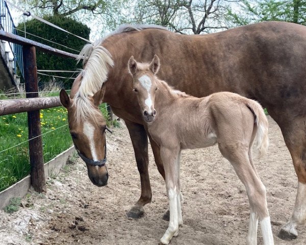 Pferd Greenwood Datingglück (Deutsches Reitpony, 2022, von Dating AT NRW)