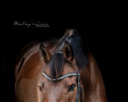dressage horse Lord Lennister 2 (Oldenburg show jumper, 2014, from Livestream 2)