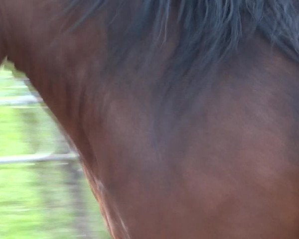 Video von Wilasko