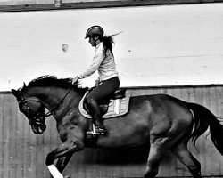dressage horse Rosengold J (German Sport Horse, 2017, from Boliviano)