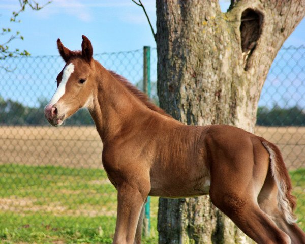 stallion Viva los Tioz (Oldenburg, 2022, from Vivaldos)