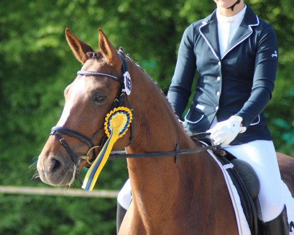 broodmare Dysharie (Württemberger, 2008, from Don Diamond)