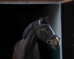 dressage horse Nico Santos (Holsteiner, 2016, from Nekton)