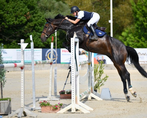 Springpferd Kasimir (Luxemburgisches Reitpferd, 2013, von Kannan)