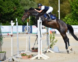 jumper Kasimir (Luxembourg horse, 2013, from Kannan)