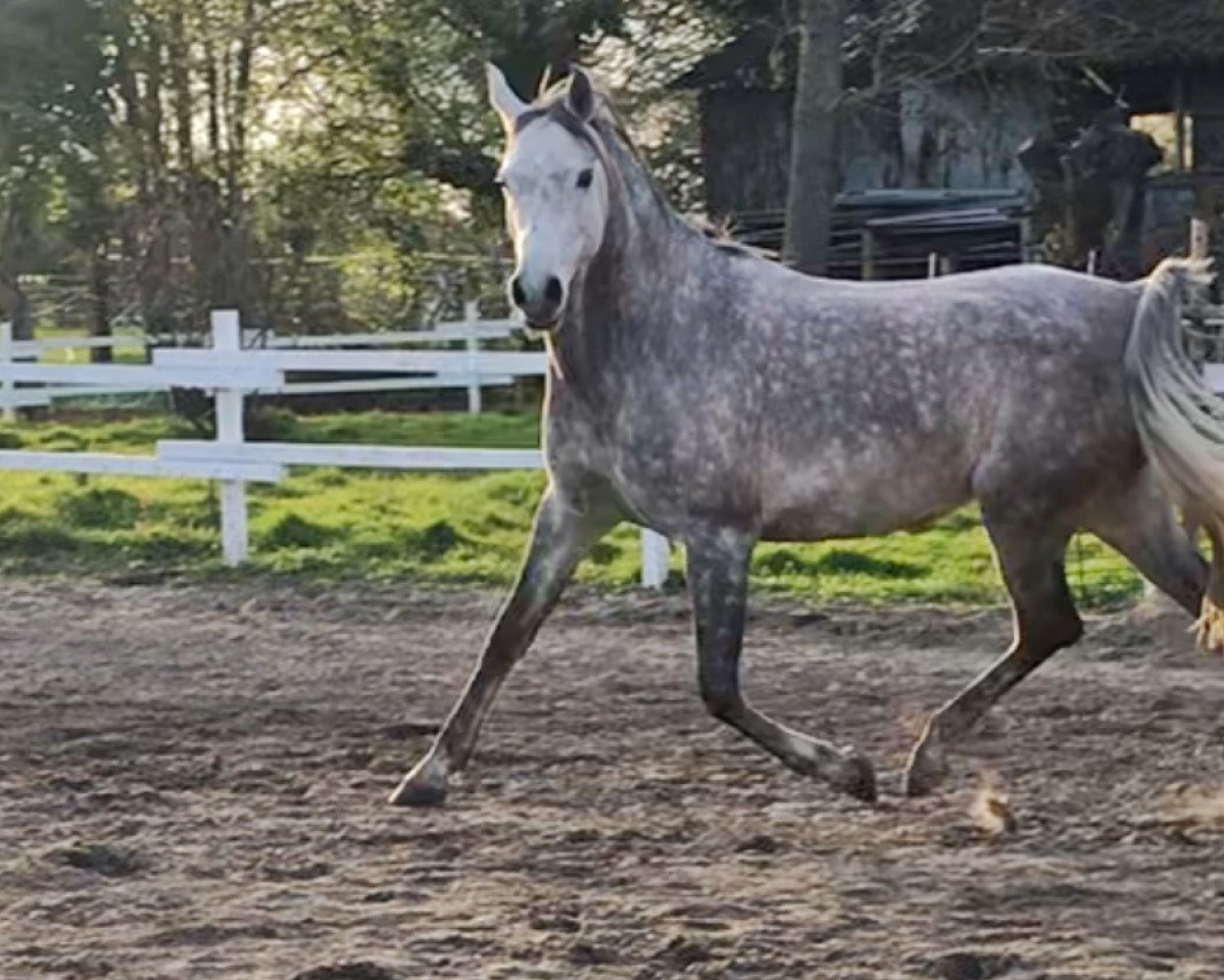 eventing horse Naylani bint Ghabri Shamal (Arabian purebred, 2011, from Ghabri Shamal 2004 ox)