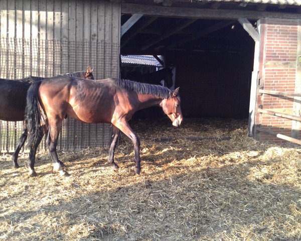 horse Rising Star THD (Swiss Warmblood, 2011, from Raccato KWG)