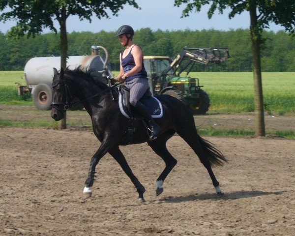 broodmare Weissgloria THD (Oldenburg, 2009, from Sirlano)