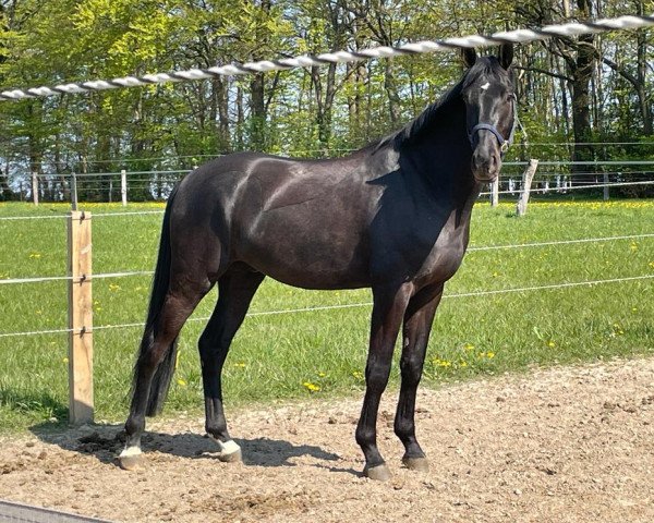 Cavallo Barnier (Oldenburger, 2018, di Bernay)
