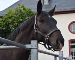 jumper Five Star 5 (Hanoverian, 2012, from Tannenhof's Fahrenheit)