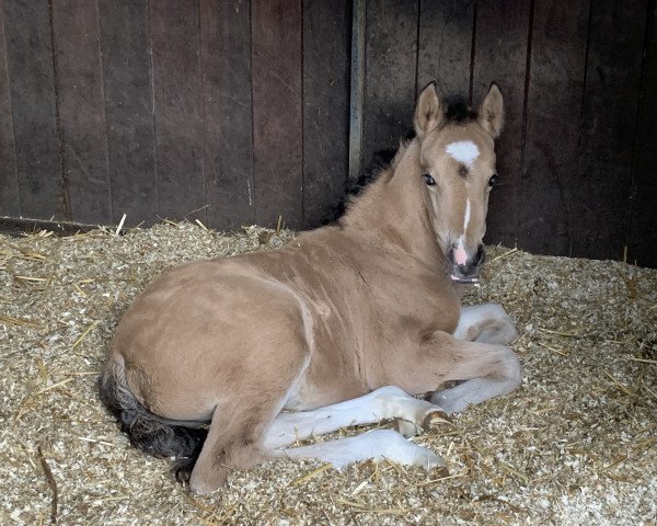 horse Next Sweetheart P (German Riding Pony, 2022, from FS Next Diamond)