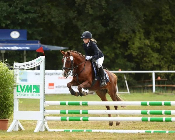 dressage horse Caruso 409 (German Riding Pony, 1998)