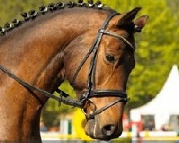Dressurpferd Ikarus D (Trakehner, 2003, von Key West)