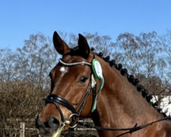 dressage horse Be My Sunshine 12 (Hanoverian, 2015, from Callaho's Benicio) dressage horse Be My Sunshine 12 (Hanoverian, 2015, from Callaho's Benicio)