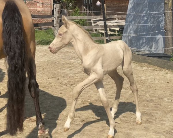 horse Carlchen (German Riding Pony, 2022, from Can Dance 3)