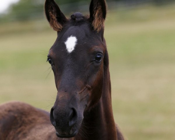 Deckhengst No Joke (Deutsches Reitpony, 2012, von Nemax)