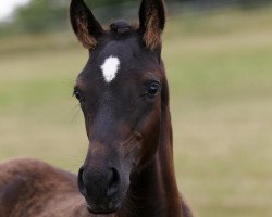 Deckhengst No Joke (Deutsches Reitpony, 2012, von Nemax)