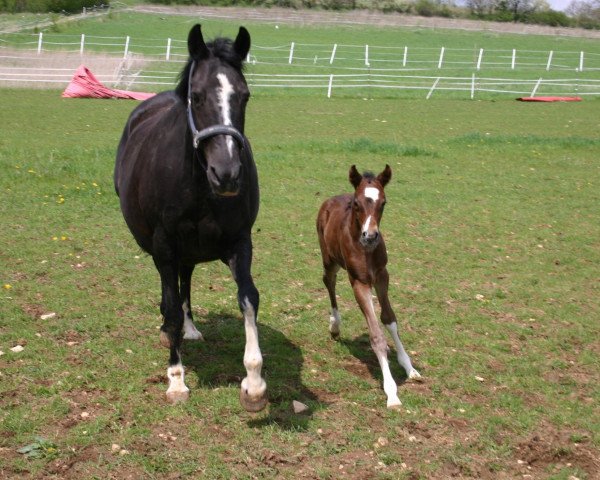 broodmare Miss Molly 28 (German Riding Pony, 2013, from FS Mr. Right)