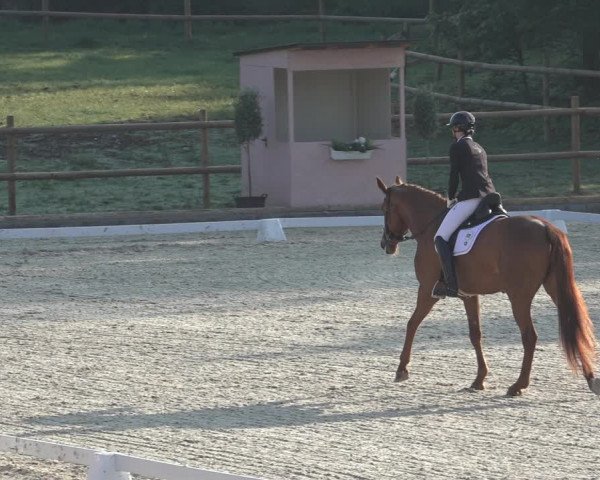 FEI Reitturnier Troisdorf (GER) 2022