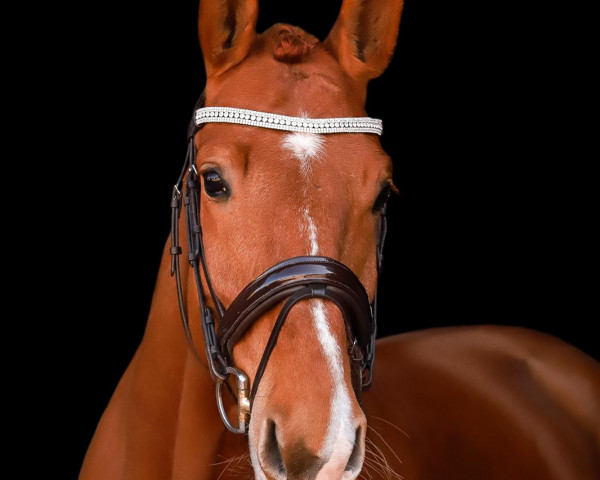 Springpferd Copacabana T. (Deutsches Sportpferd, 2017, von Colorit)