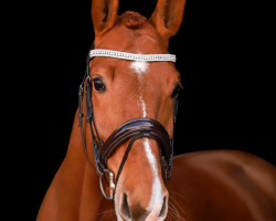 jumper Copacabana T. (German Sport Horse, 2017, from Colorit)