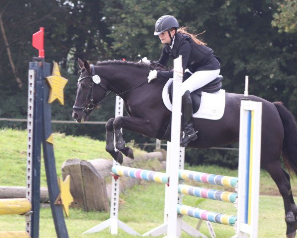 dressage horse Däumelinchen (Brandenburg, 2009) dressage horse Däumelinchen (Brandenburg, 2009)