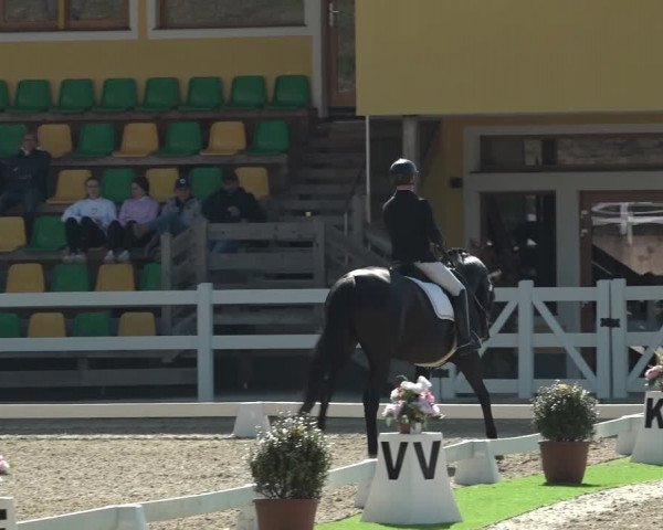 FEI Reitturnier St. Margarethen (AUT) 2022