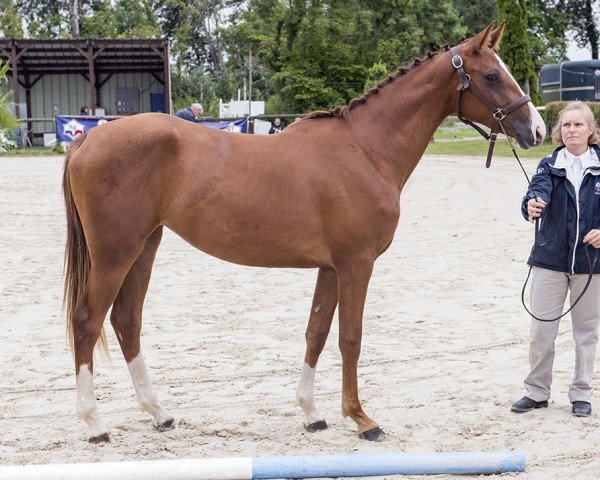 Zuchtstute Fendi de Courcel (Selle Français, 2015, von Type Top du Monteil)