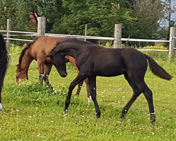 Pferd For True Magic (Hannoveraner, 2021, von For Gold OLD)