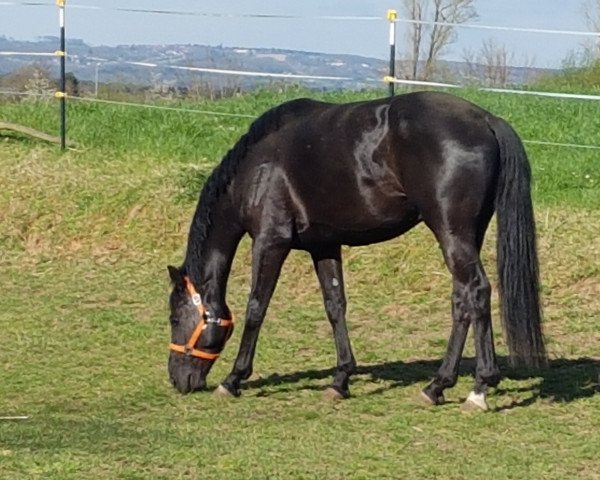 horse D'Aslaan (Rhinelander, 2018, from Dark Sensation)