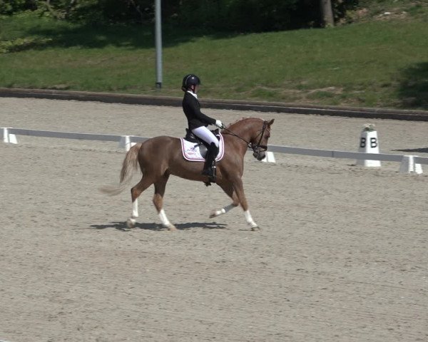 FEI Reitturnier Troisdorf (GER) 2022
