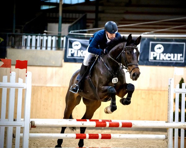 jumper Cosinus 31 (Hanoverian, 2012, from Castino 4)