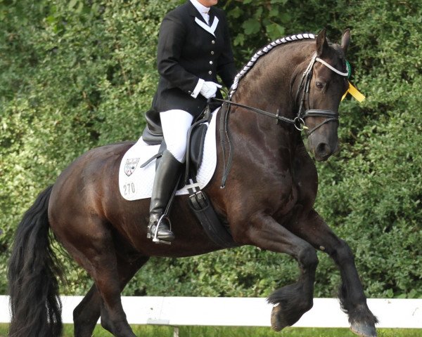 dressage horse Ivo v.d. Leidijk (Friese, 2002, from Fetse 349)
