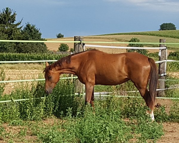horse Azizaa (Hanoverian, 2016, from Asagao xx)