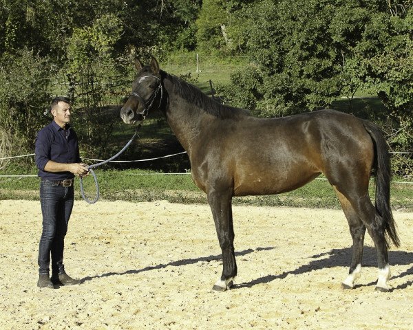 horse Fair Lady des Broucks (Selle Français, 2015, from Upsilon AA)