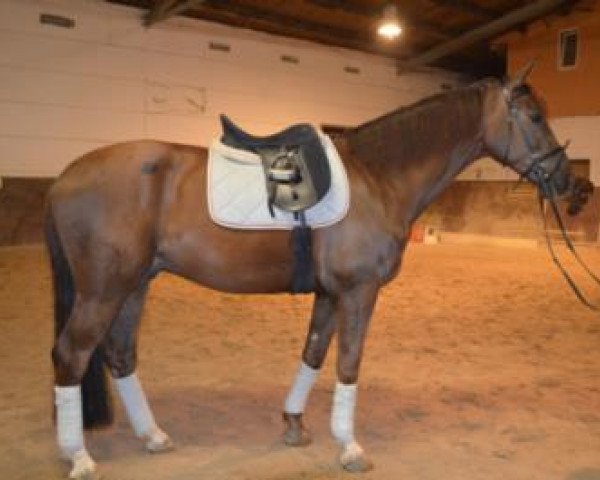 horse Lamaz 2 (Württemberger, 2006, from Leviathan)