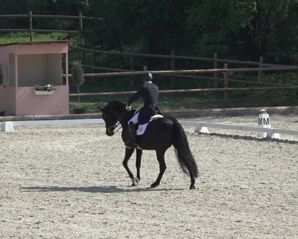 FEI Reitturnier Troisdorf (GER) 2022