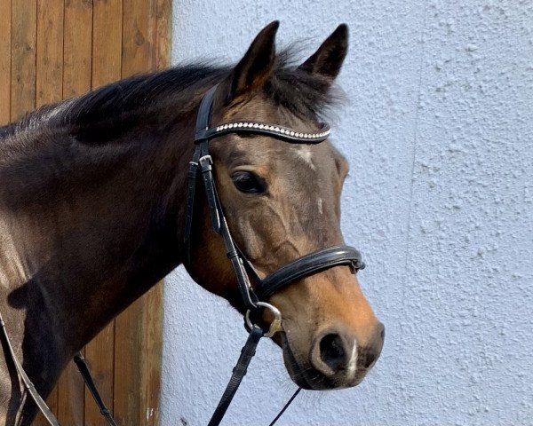 Zuchtstute Bünteeichen Birthe (Deutsches Reitpony, 2011, von New Classico)
