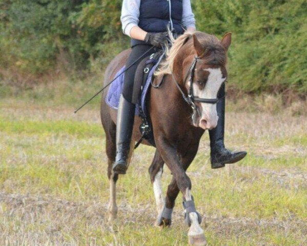 broodmare Bitte Lächeln (German Riding Pony, 2004, from Dirty Harry)